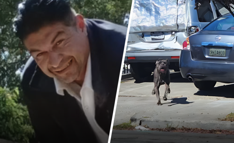 Man Mauled to Death by 3 Dogs in Oakland; Dogs' Owner Arrested on Felony Charges