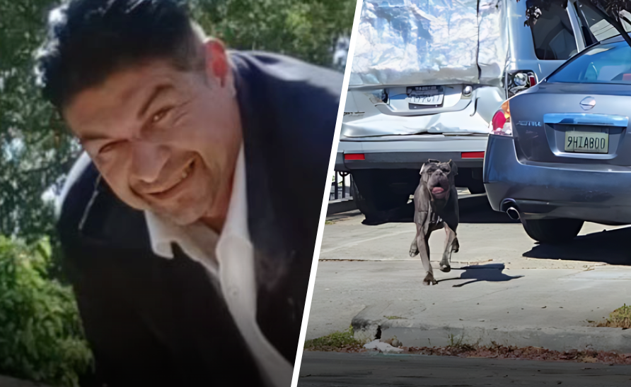 Man Mauled to Death by 3 Dogs in Oakland; Dogs’ Owner Arrested on Felony Charges