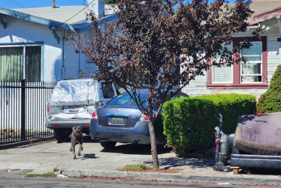 Man Mauled to Death by 3 Dogs in Oakland; Dogs' Owner Arrested on Felony Charges