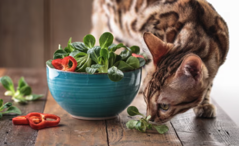 Study Claims Cats on Vegan Diets ‘Have Better Health Outcomes’