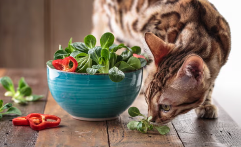 Study Claims Cats on Vegan Diets ‘Have Better Health Outcomes’