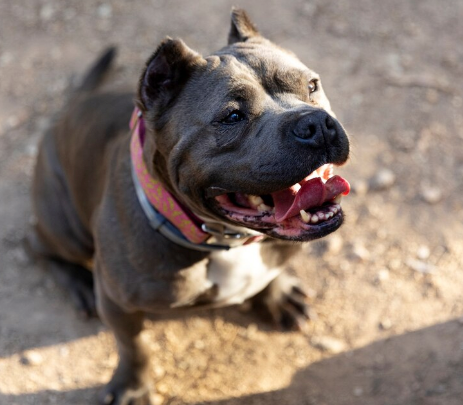 Boy, 6, mauled by pit bull after mother allegedly handcuffs him as punishment, claims she ‘didn’t know it was illegal’