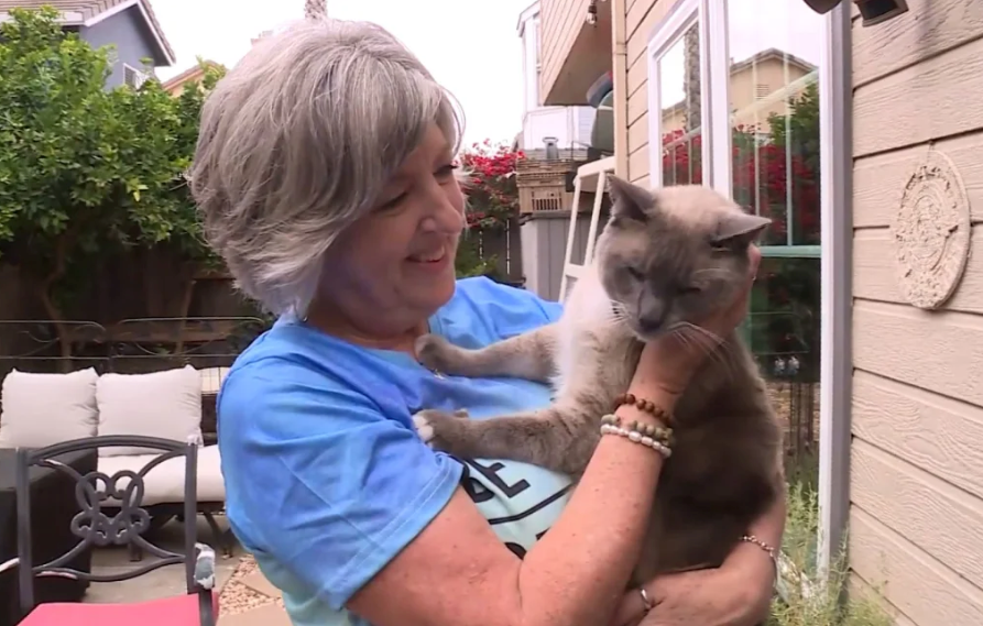 A cat went missing in Yellowstone. Somehow, it traveled almost 1,000 miles to return home