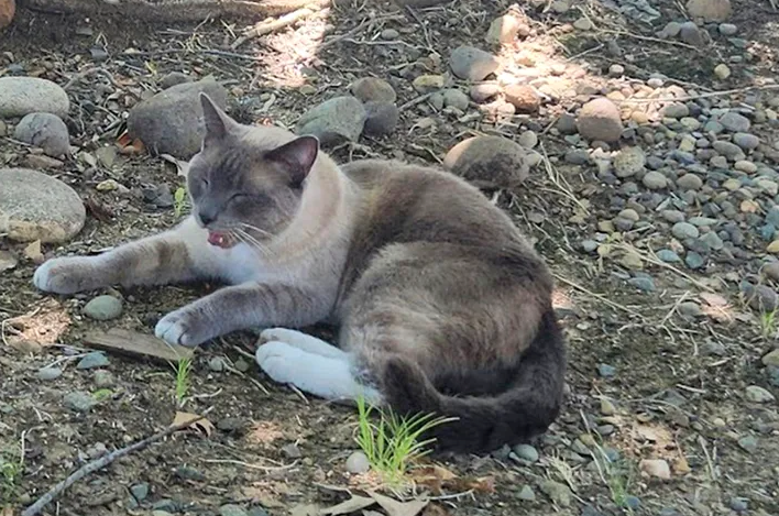 A cat went missing in Yellowstone. Somehow, it traveled almost 1,000 miles to return home