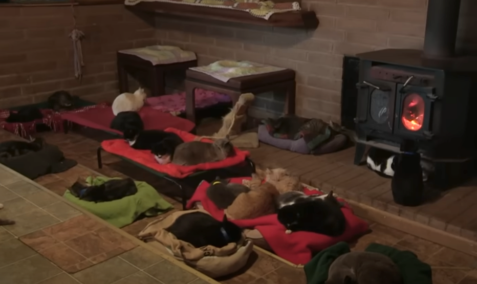 The Woman Who Shares Her Home with 1,100 Cats and a Heart Full of Love