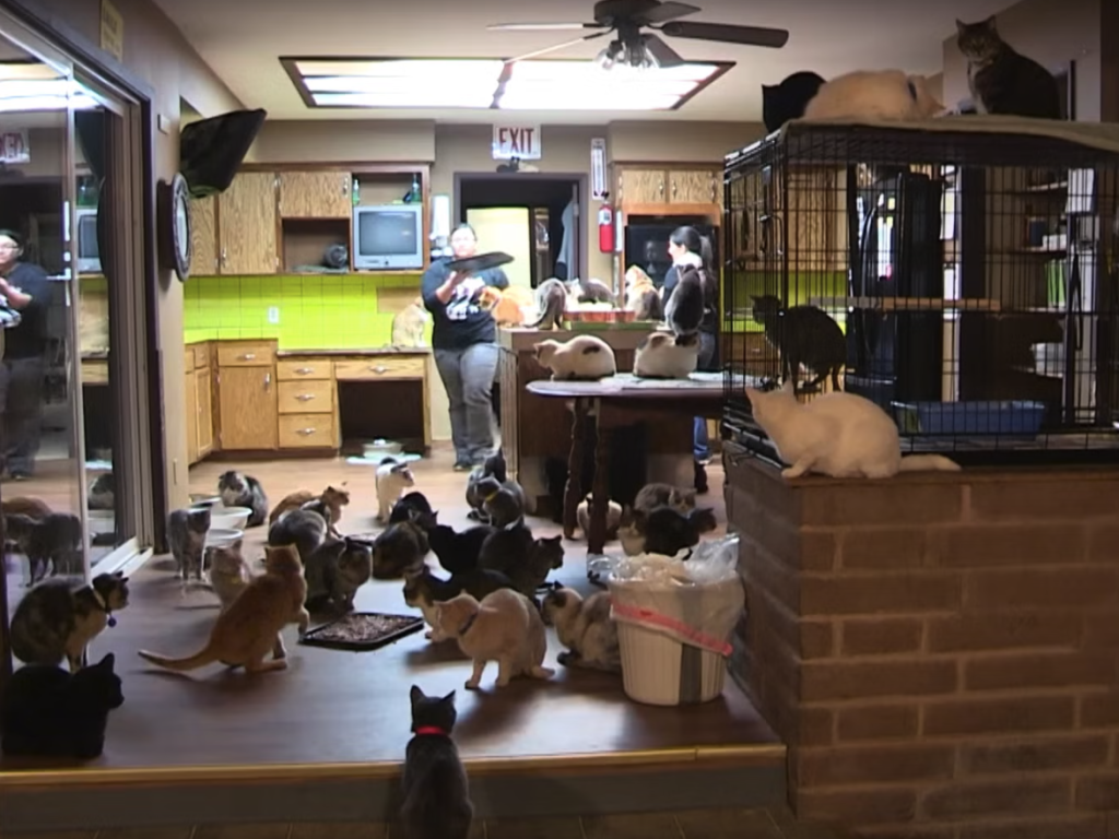 The Woman Who Shares Her Home with 1,100 Cats and a Heart Full of Love