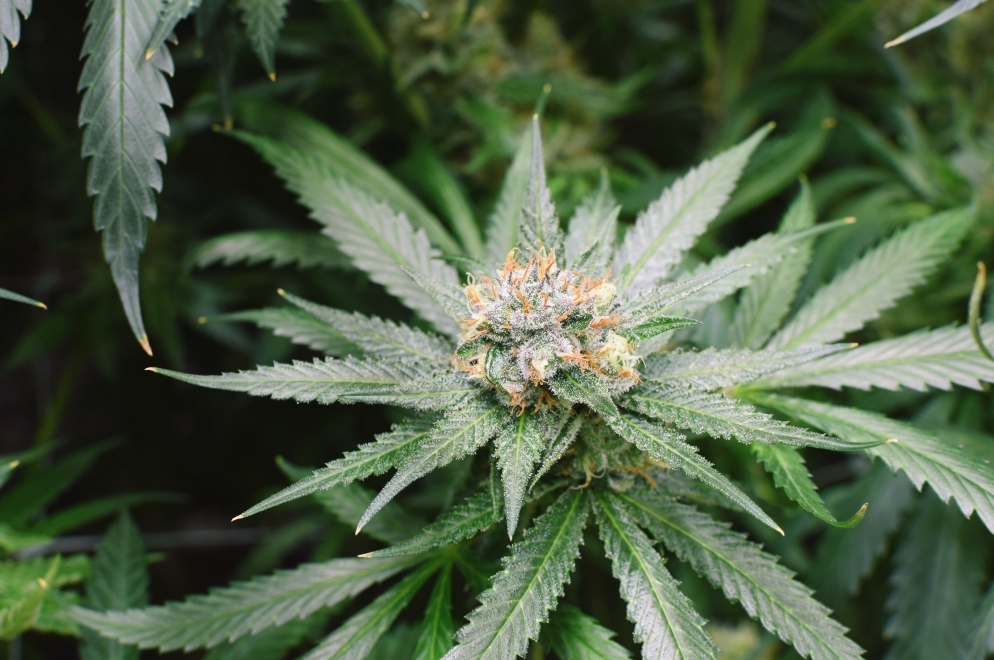 House committee passes bill to ban Hemp-Derived THC products nationwide 18 House committee passes bill to ban Hemp-Derived THC products nationwide