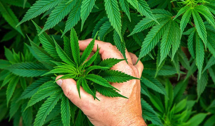 House committee passes bill to ban Hemp-Derived THC products nationwide