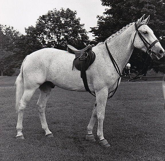 Snowman: The $80 slaughter truck horse who won 2 U.S. titles in 2 years