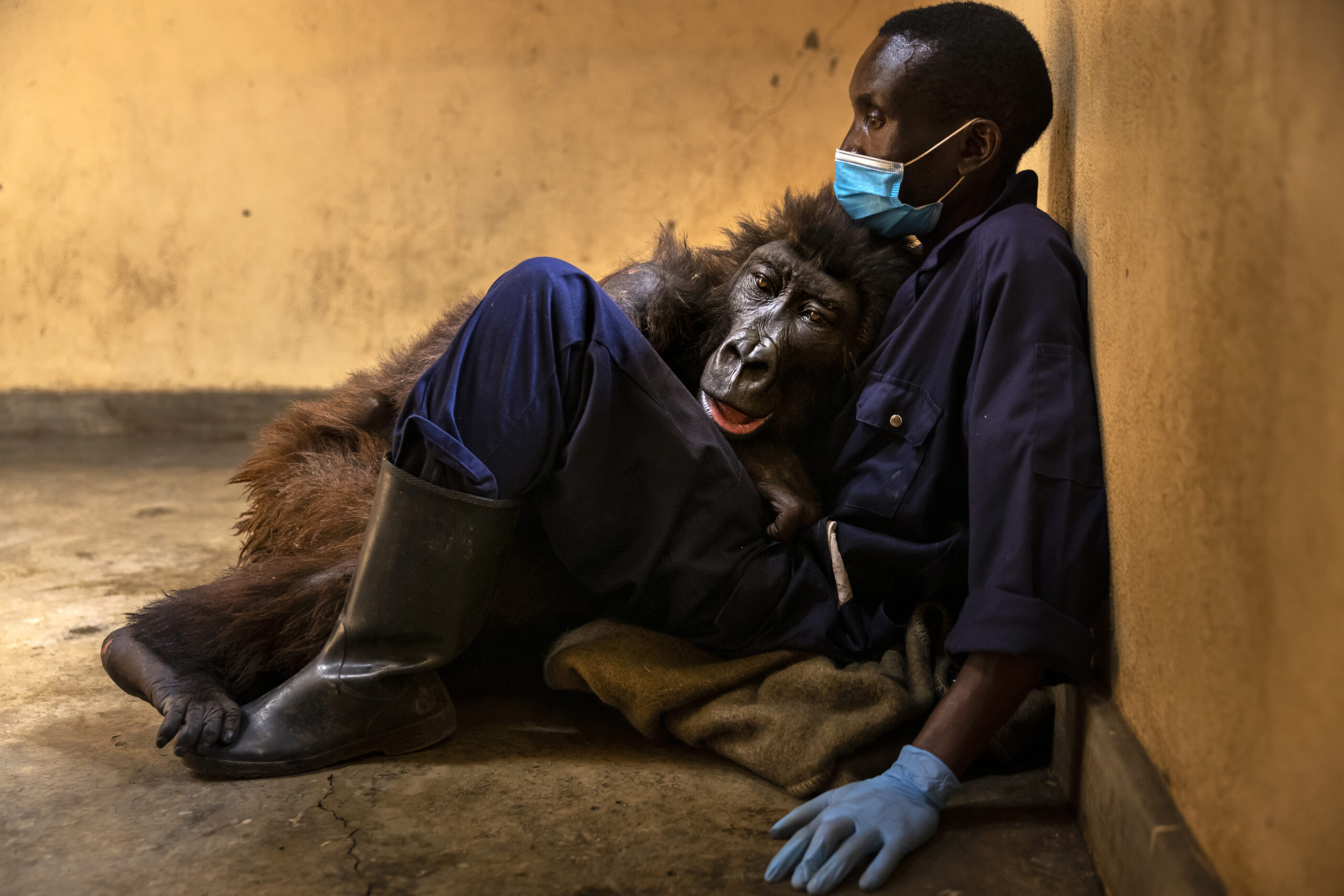 Andre Bauma cradling the mountain gorilla Ndakasi during her final illness at the Senkwekwe Center