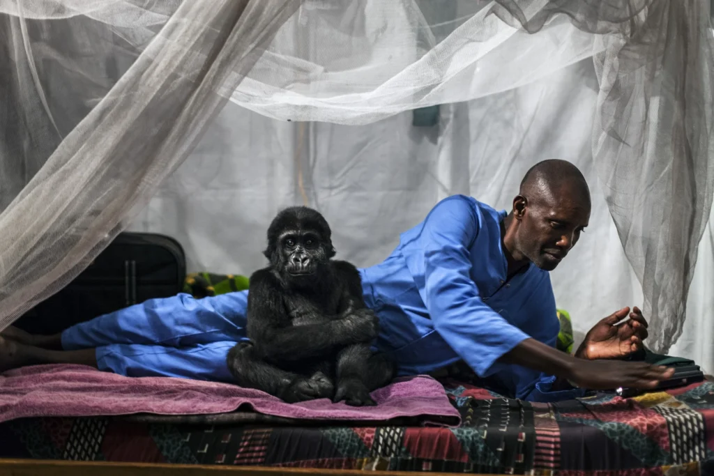Young Ndakasi sitting beside a caregiver at the mountain gorilla orphanage